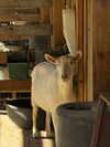 itsclairerice Altpins Profile Picture
