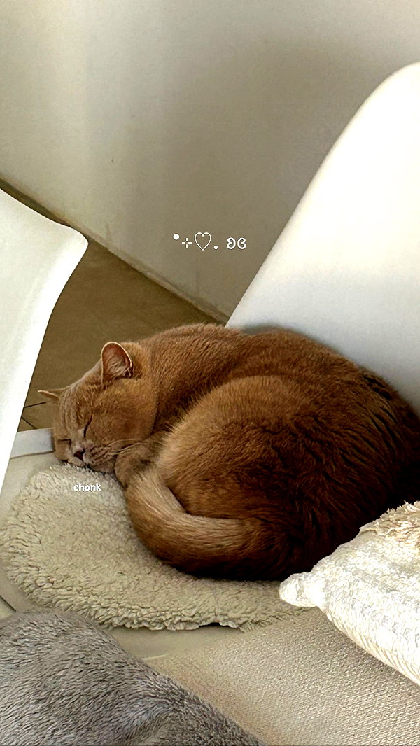 andasrose instagram image archive image