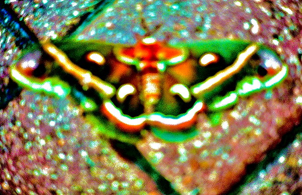 bugz4brainz instagram image archive image