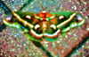 bugz4brainz Altpins Profile Picture