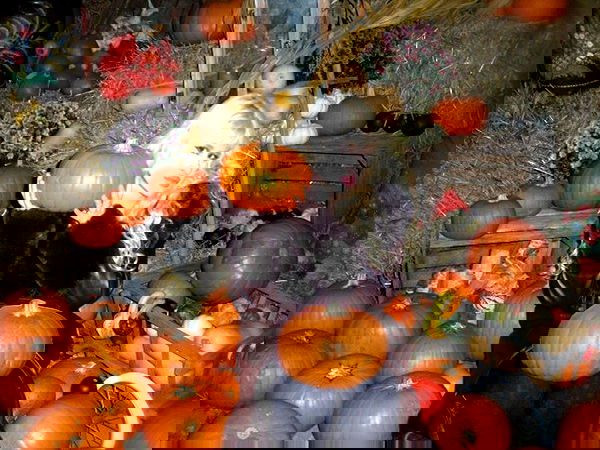 ormosheee ormosheee archive image