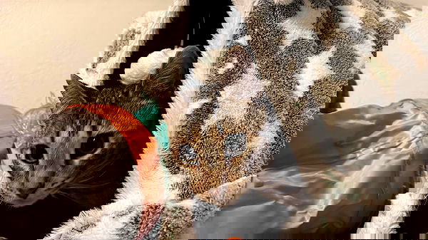 _animechika_ _animechika_ archive image