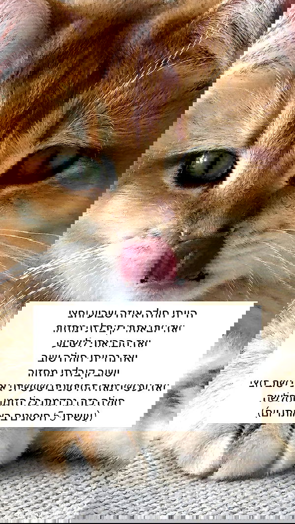 itsilanosh itsilanosh archive image