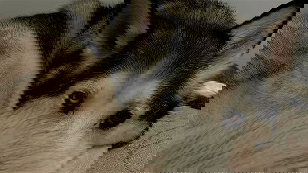 _animechika_ image ~ Altpins