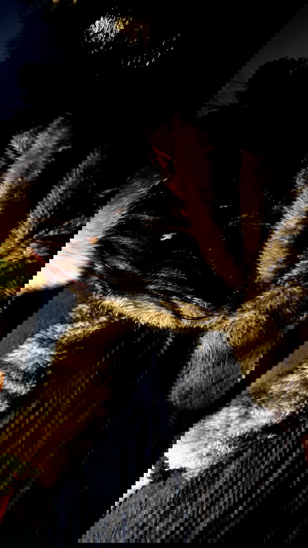 zommmbri image ~ Altpins