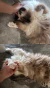 kasumi_sen Altpins Profile Picture