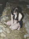 blossom_in_my_moonlight Altpins Profile Picture