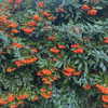 mariagabrielasantos Altpins Profile Picture