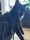 _undeadem_ Altpins Profile Picture