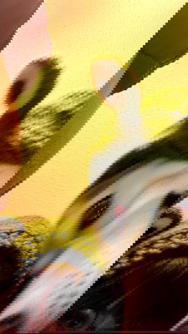 dracuina image ~ Altpins