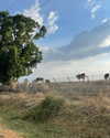 mishel_d_ Altpins Profile Picture