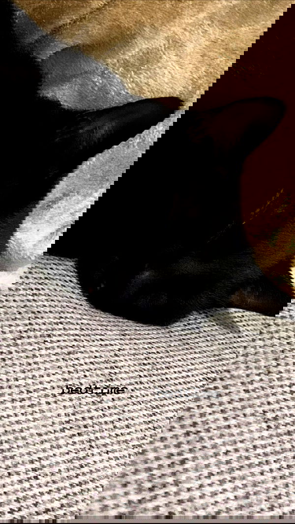 suikomuu suikomuu archive image