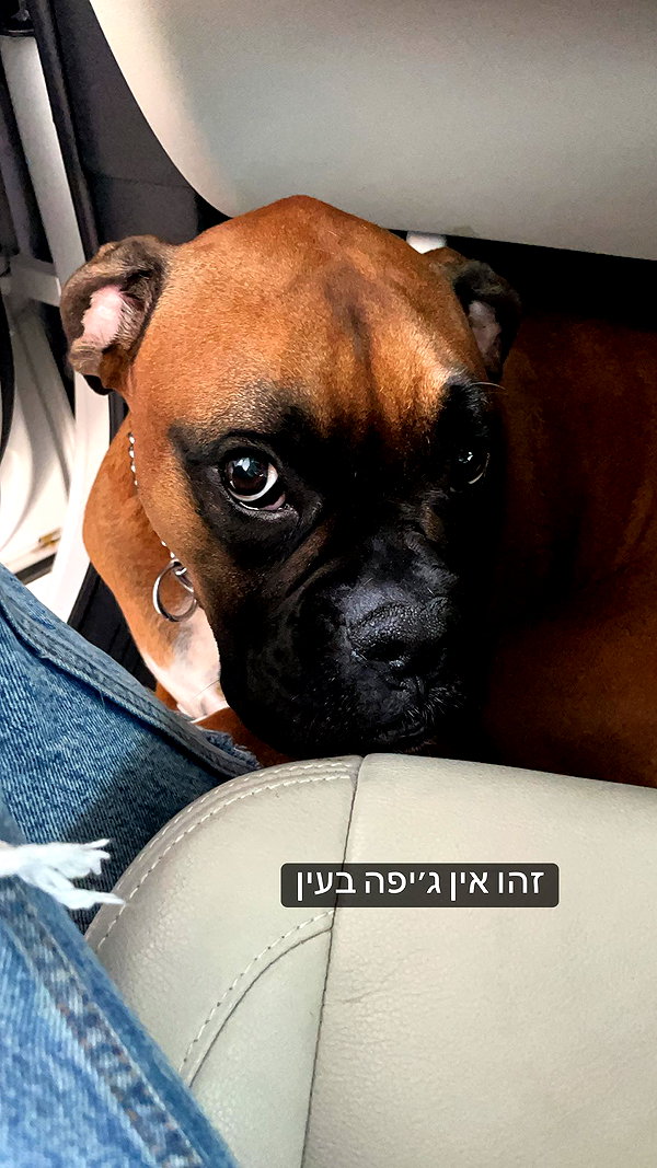 adihimelbloy instagram image archive image