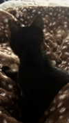 meiiisame Altpins Profile Picture