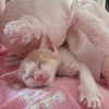 livia._.paige Altpins Profile Picture