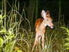 bugz4brainz Altpins Profile Picture