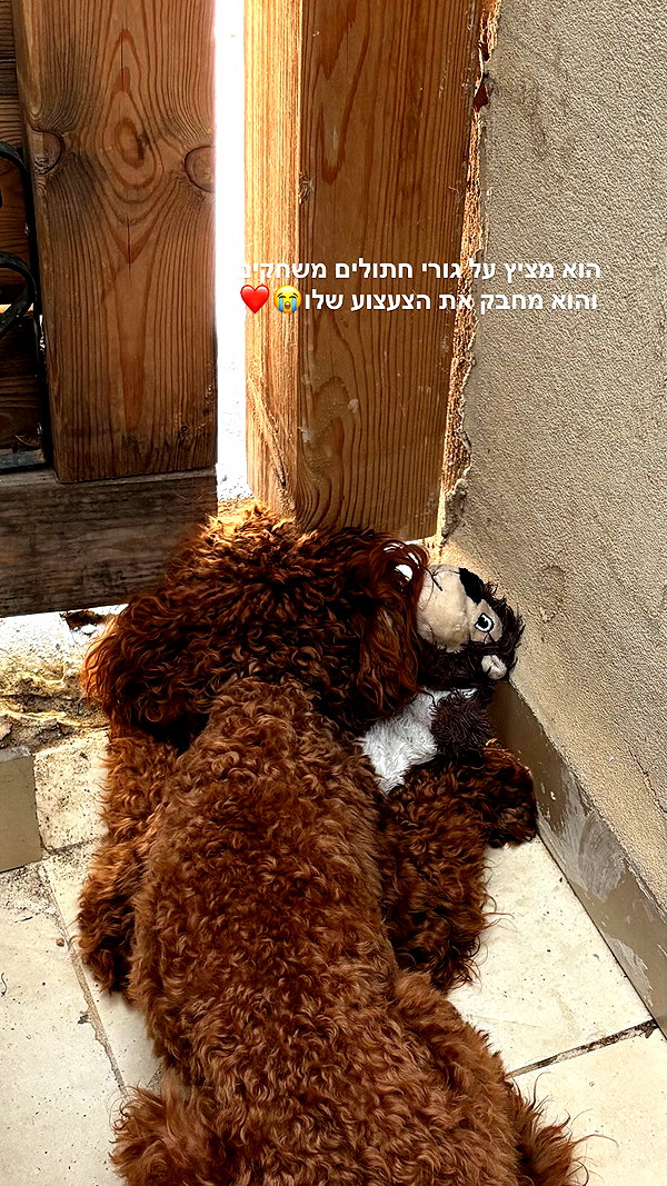 agam._.harel instagram image archive image