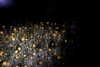 shai_landau_ Altpins Profile Picture