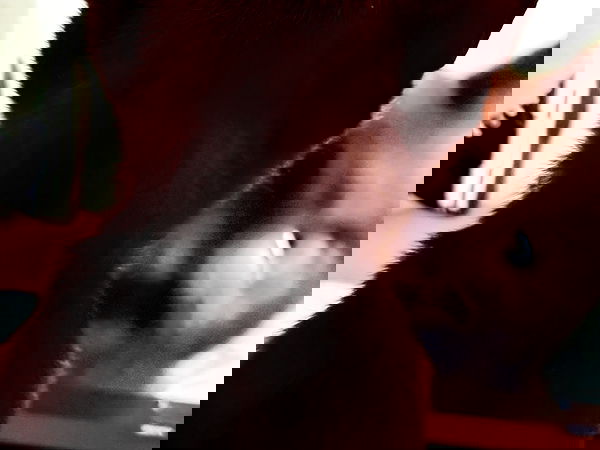 pollcherri pollcherri archive image