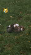 ptpchik Altpins Profile Picture