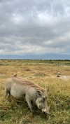 maori_cohen Altpins Profile Picture