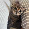 nishymoon_ Altpins Profile Picture
