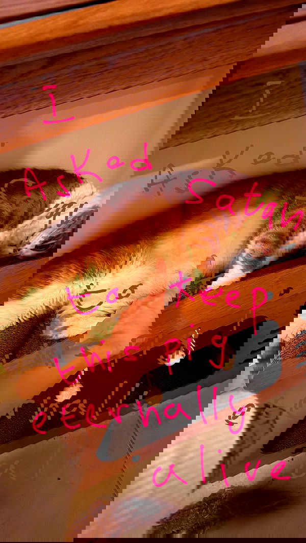 iambohema.v2 iambohema.v2 archive image