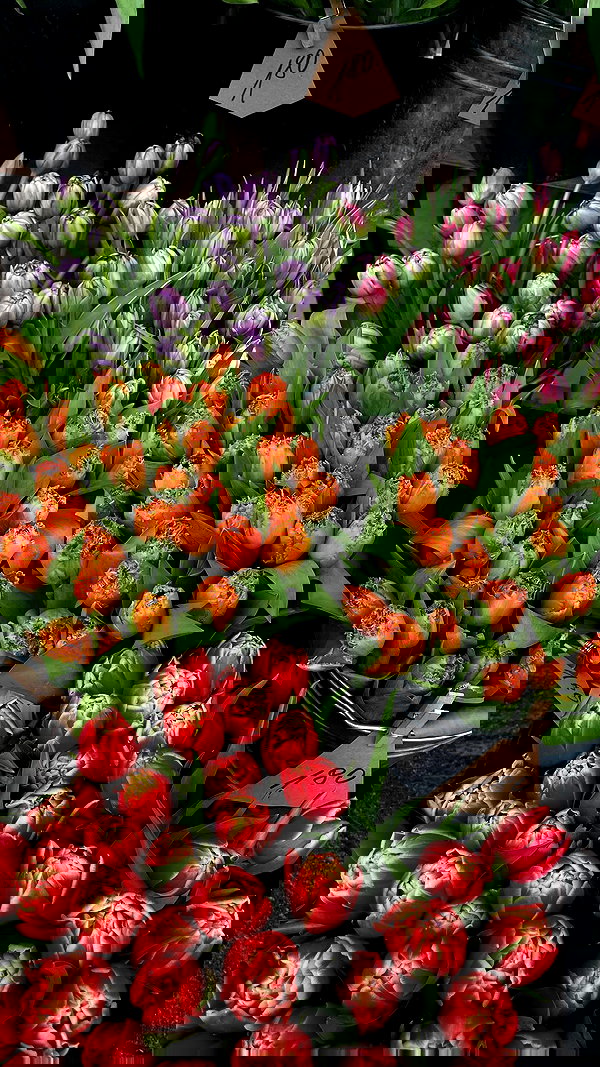 viki_dominev viki_dominev archive image