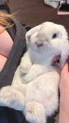 svgarbvnnies Altpins Profile Picture