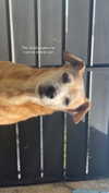 maori_cohen Altpins Profile Picture
