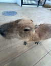 liya.barsky Altpins Profile Picture