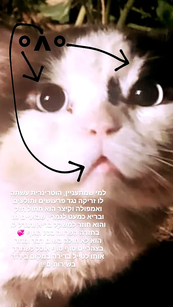 moonyyyya moonyyyya archive image