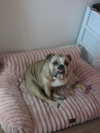 beebeeasmr18 Altpins Profile Picture