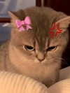 lulymakima Altpins Profile Picture