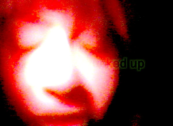 bugz4brainz instagram image archive image