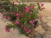 mariagabrielasantos Altpins Profile Picture