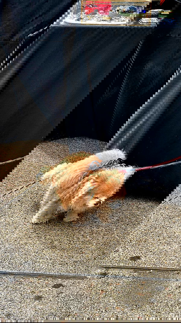 manjolamuriqi manjolamuriqi archive image