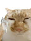 milkibunshehe Altpins Profile Picture