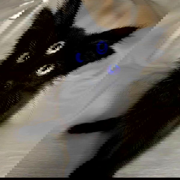 missnyxdawn missnyxdawn archive image