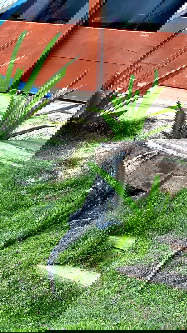 manjolamuriqi manjolamuriqi archive image