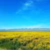 muze Altpins Profile Picture