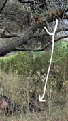 maori_cohen Altpins Profile Picture