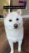 flarebahr Altpins Profile Picture