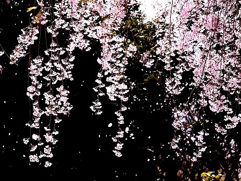 angelicdispair instagram image archive image