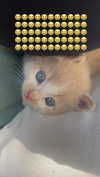 by.diwwa Altpins Profile Picture