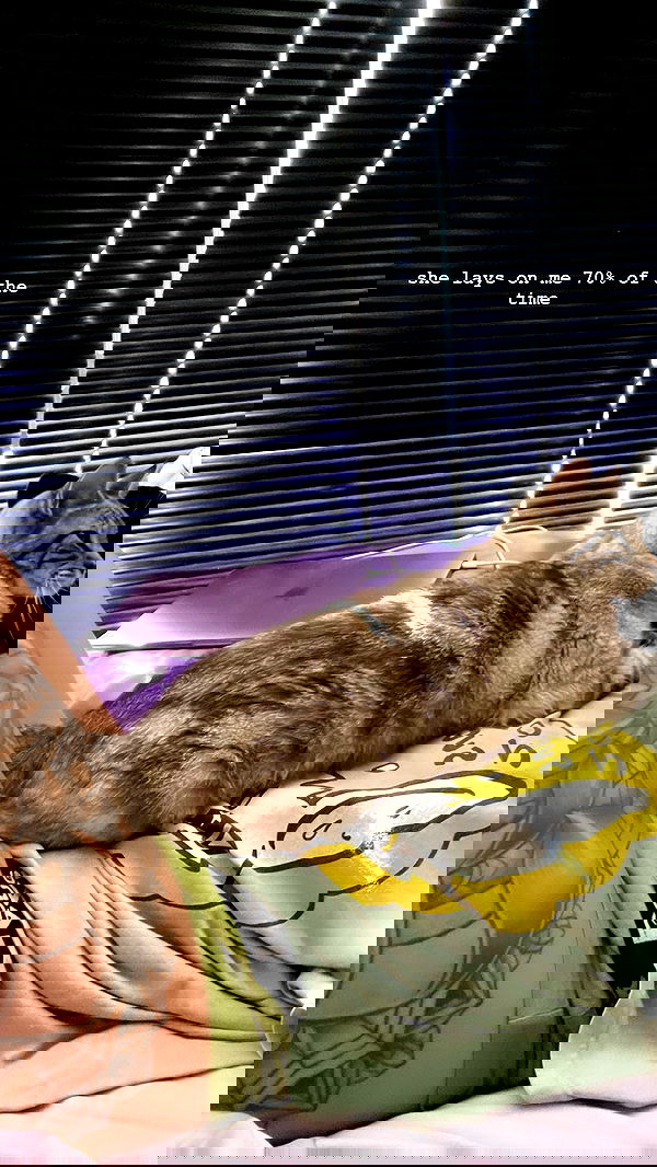 suikomuu suikomuu archive image