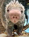 gisellelee8 Altpins Profile Picture