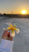 mishel_d_ Altpins Profile Picture