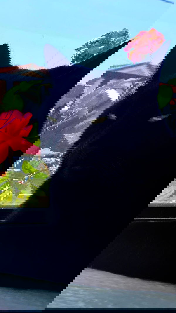 suikomuu suikomuu archive image