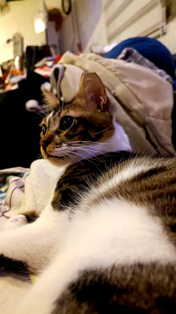 moonyyyya moonyyyya archive image